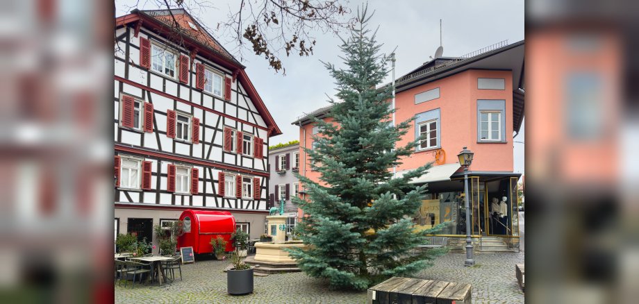 Der Weihnachtsbaum auf der Kronberger Schirn kann sich doch mehr als sehen lassen. Das gute Stück stammt aus einem Oberhöchstädter Garten und wurde von seiner Besitzerin der Stadt gespendet.