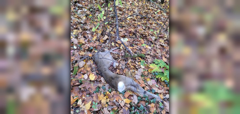 In einem Gebüsch unweit der Hundewiese im Victoriapark wurde der Kadaver des Rehbocks entdeckt. Die Spuren weisen auf einen Hunderiss hin.